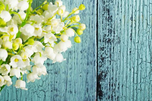 Blumen vor blauer Holzwand